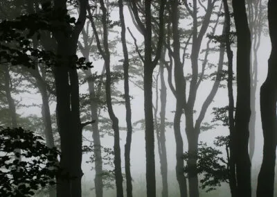 Audit, strategy, structure and governance for Global Witness